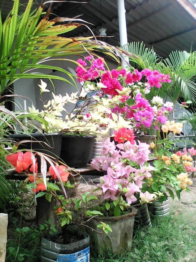Lotus Inn Tourist Resort Dambulla Eksteriør billede